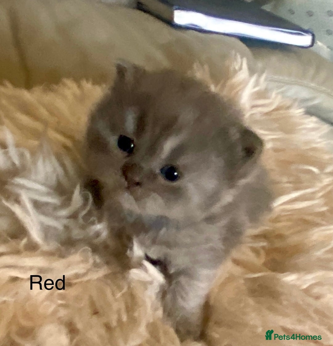 British Longhair cats for sale: HEALTH TESTED BRITISH LONGHAIR MAINE COON BLUE - Image 3