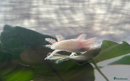 Axolotl reptiles for sale: 5 months old juvenile pink axolotls £30 in Welling - Image 8