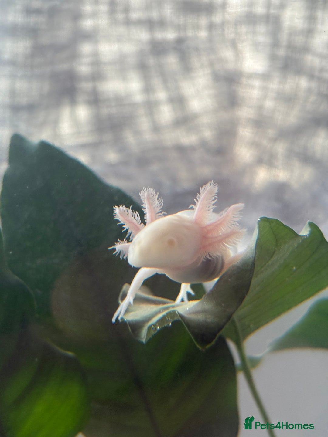 Axolotl reptiles for sale: 5 months old juvenile pink axolotls £30 in Welling - Image 8