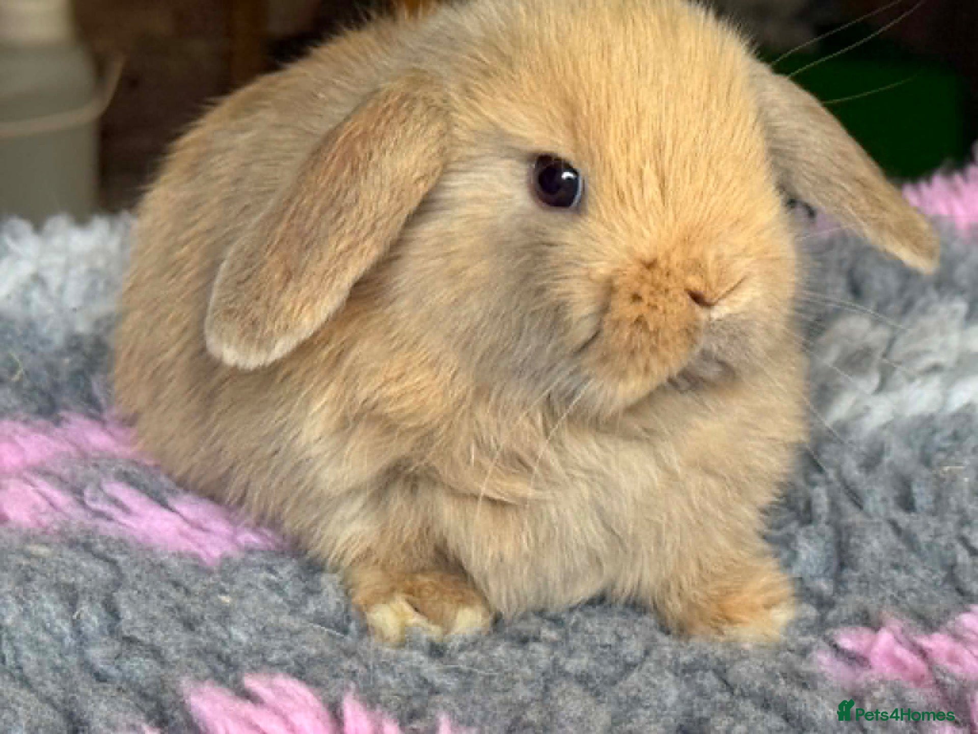 Mini Lop rabbits Stunning Mini Lop girl Ready to Leave now - Advert 2