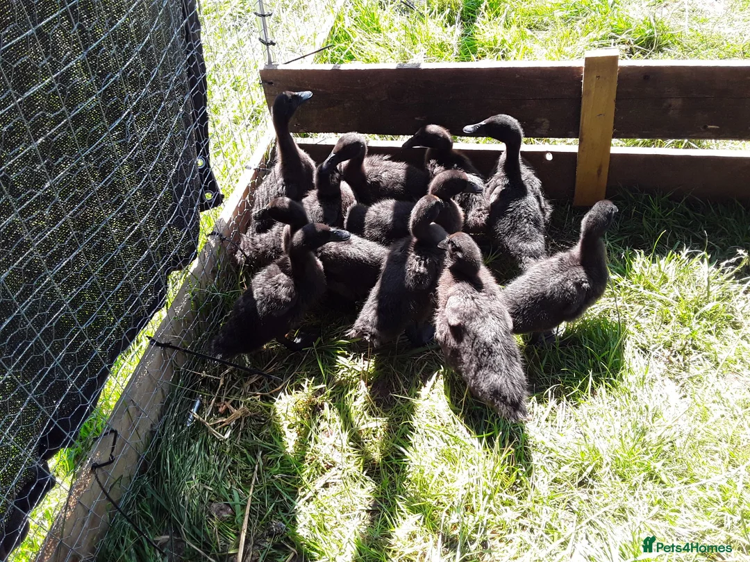 Ducks poultry for sale: Beautiful Cayuga ducklings for sale.  in Chepstow - Advert 2