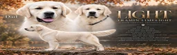 Golden Retriever dogs for sale: Champion line puppies 🏆 - Advert 3