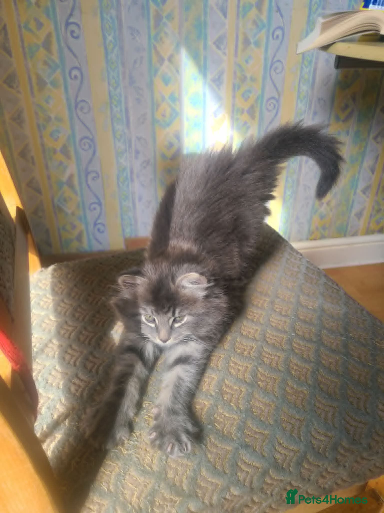Mixed Breed cats Super fluffy lovely, looking for new home - Advert 2