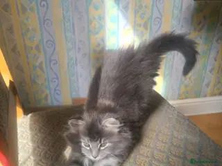 Mixed Breed cats Super fluffy lovely, looking for new home - Advert 2