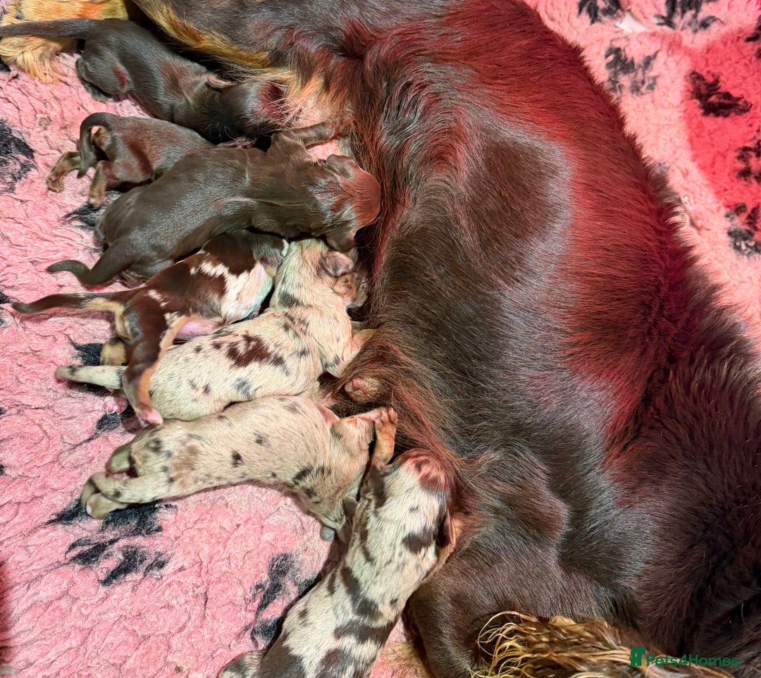 Cocker Spaniel dogs for sale: Cocker spaniel puppies  - Advert 22