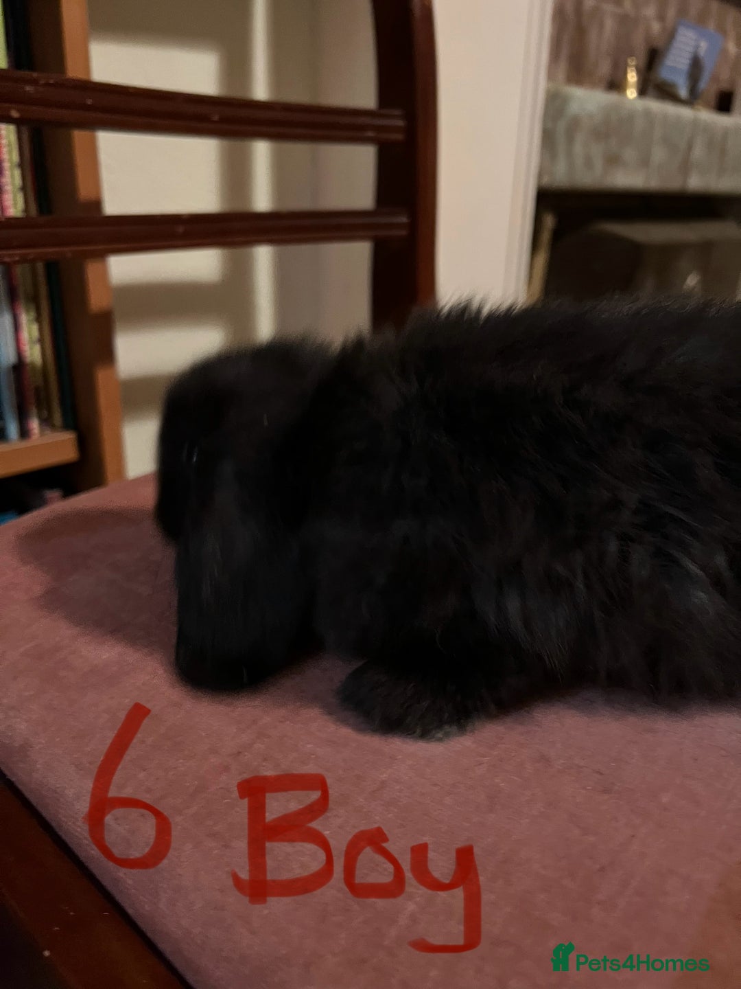 Mini Lop rabbits for sale: Fabulous Super Friendly Mini Lops - Advert 19