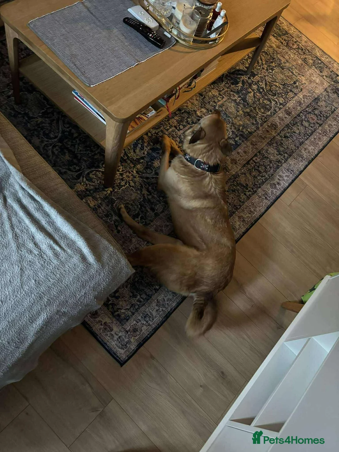 Mixed Breed dogs for adoption: Blue for adoption in London - Advert 2