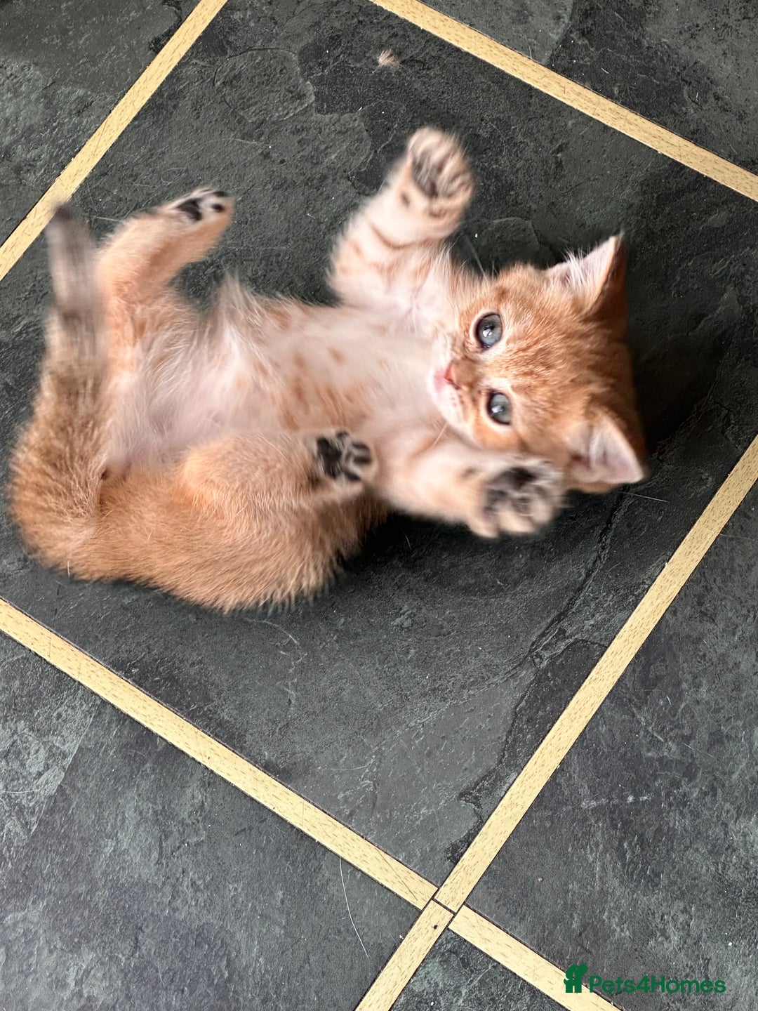 Scottish Fold cats for sale: Adorable pedigree kittens - Image 5