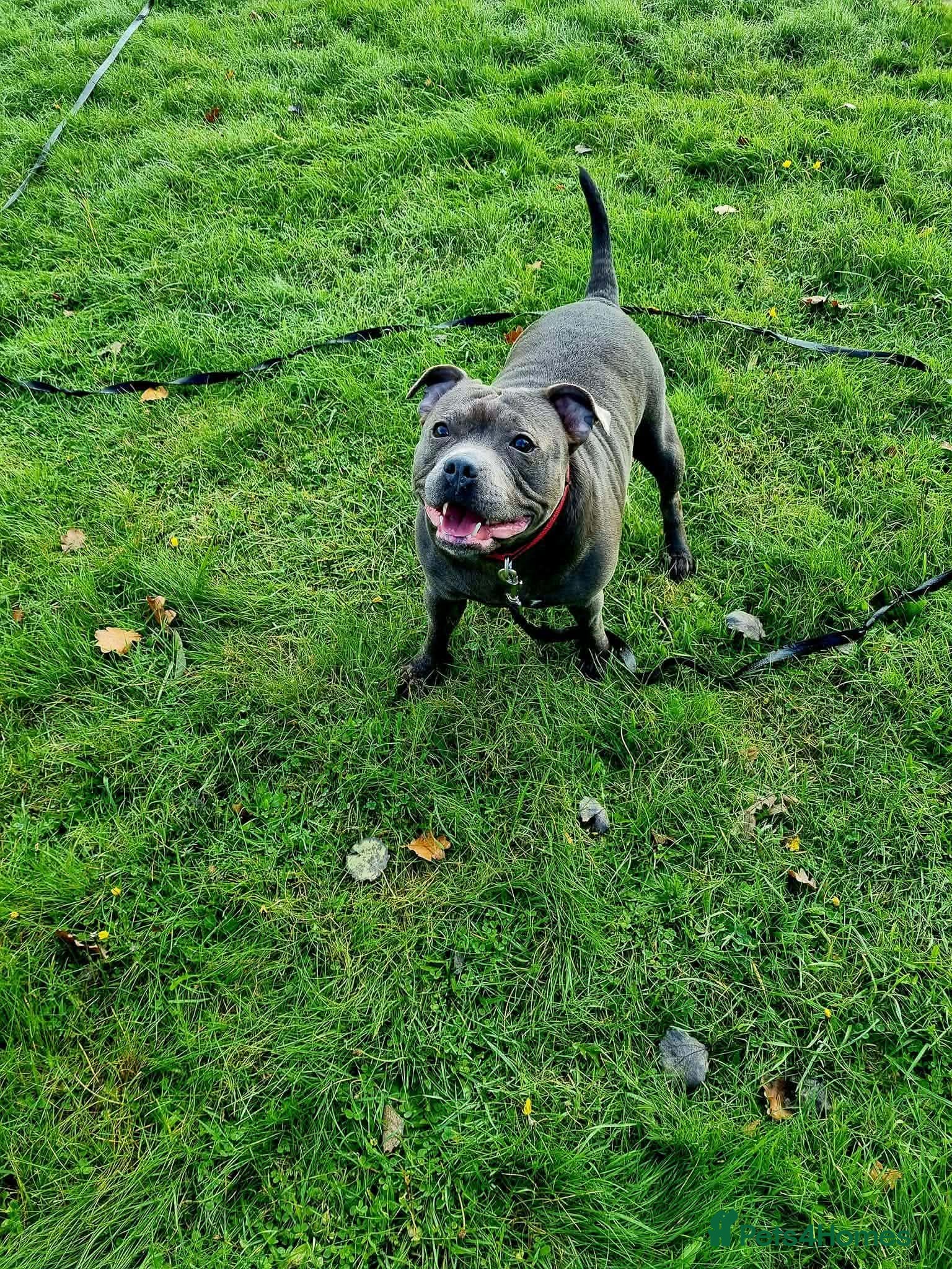 Staffordshire Bull Terrier dogs Blue Staffordshire - Advert 1