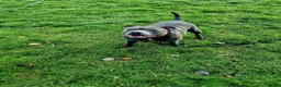 Staffordshire Bull Terrier dogs for sale: Blue Staffordshire - Advert 1