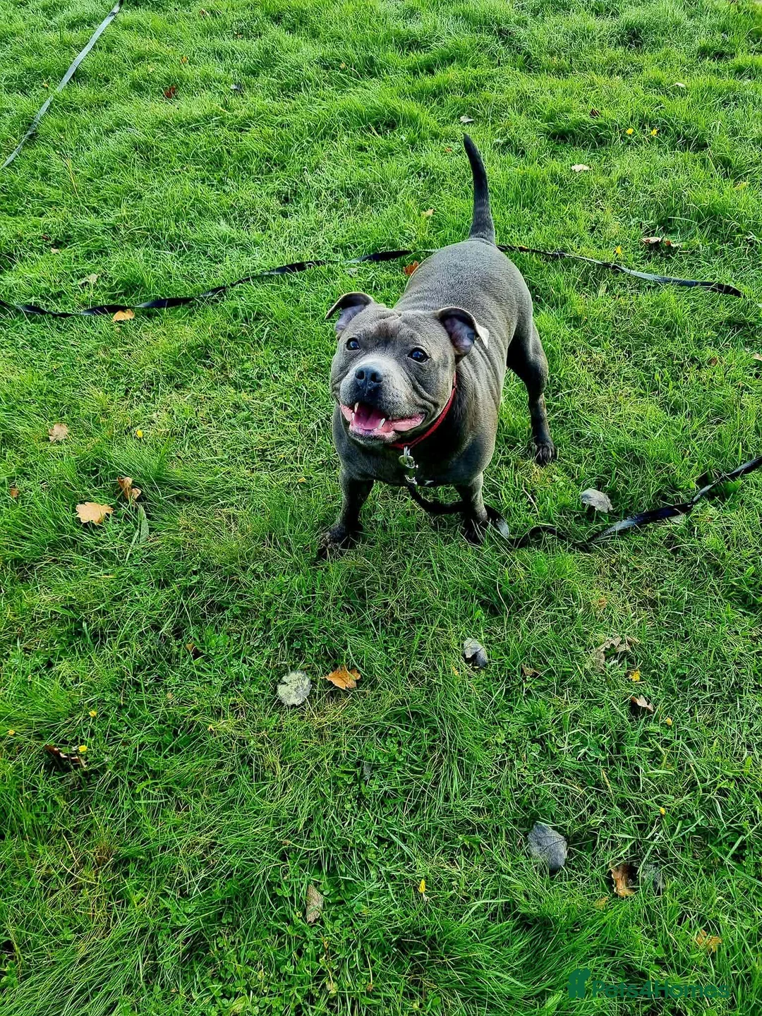 Staffordshire Bull Terrier dogs for sale: Blue Staffordshire - Advert 1