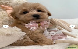 Maltipoo dogs for sale: 5 girls. fully DNA & health tested clear parents.  - Advert 5