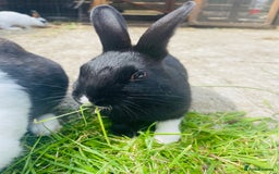 Rex rabbits for sale: Rex X Dutch Bunnies, Ready for homes now.  in Swansea - Image 13