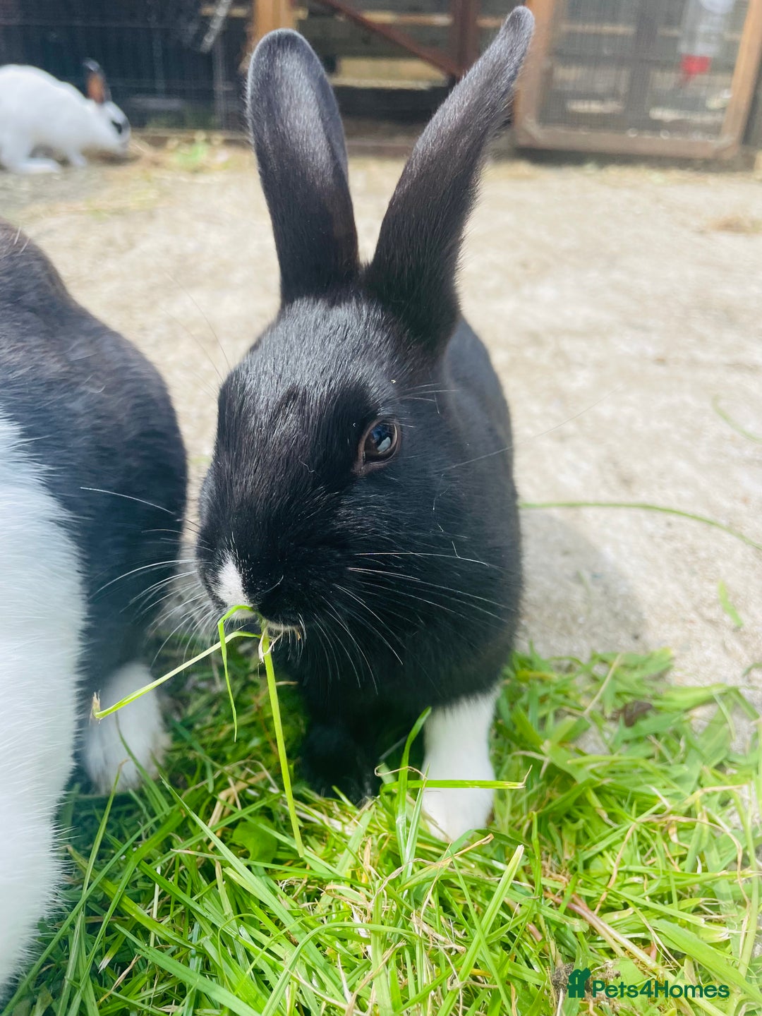 Rex rabbits for sale: Rex X Dutch Bunnies, Ready for homes now.  in Swansea - Image 13