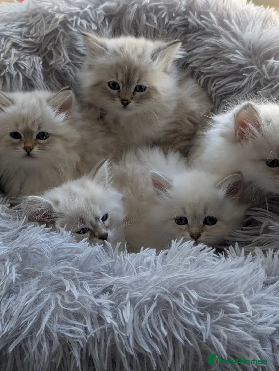 Neva Masquerade cats for sale: Kitty Siberian Neva Masguerade  - Advert 2