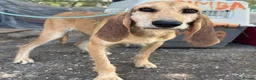 Segugio Italiano dogs for adoption: Loumi (wire-haired Segugio Italiano) in Edinburgh - Advert 4