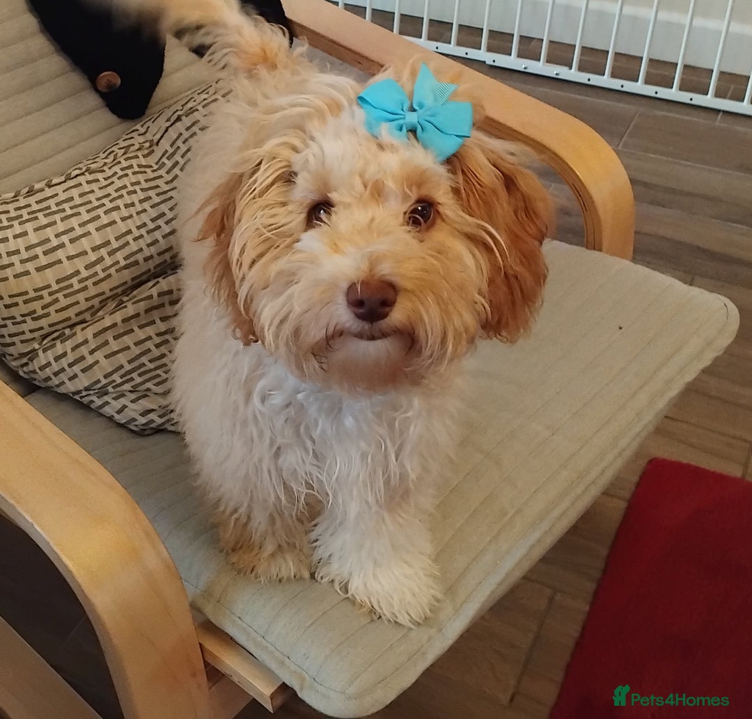 Cockapoo dogs for sale: 600.00 - Image 1