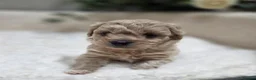 Maltipoo dogs for sale: Tiny Maltipoo F1B Puppies  in Motherwell - Advert 11