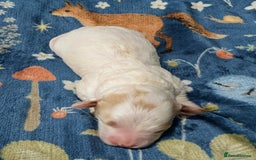 Maltipoo dogs for sale: Stunning Toy Maltipoo Puppies - Image 13