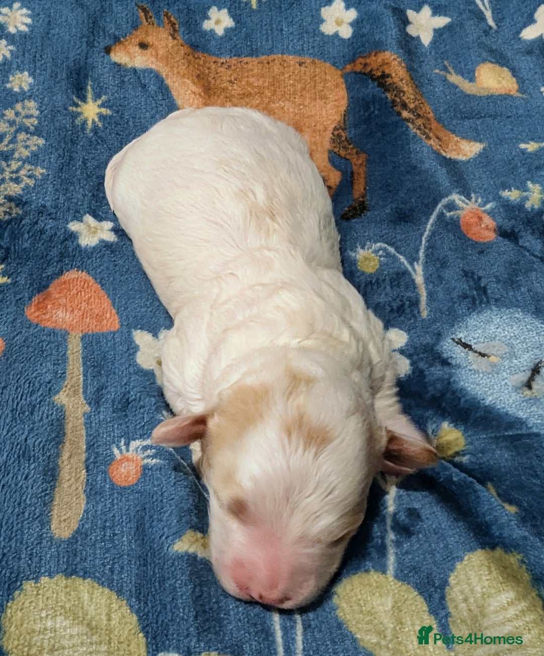 Maltipoo dogs for sale: Stunning Toy Maltipoo Puppies - Image 13