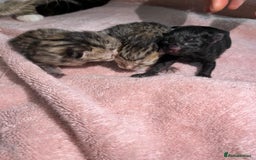 British Shorthair cats for sale: 3 Beautiful kittens looking for a new home  - Image 3
