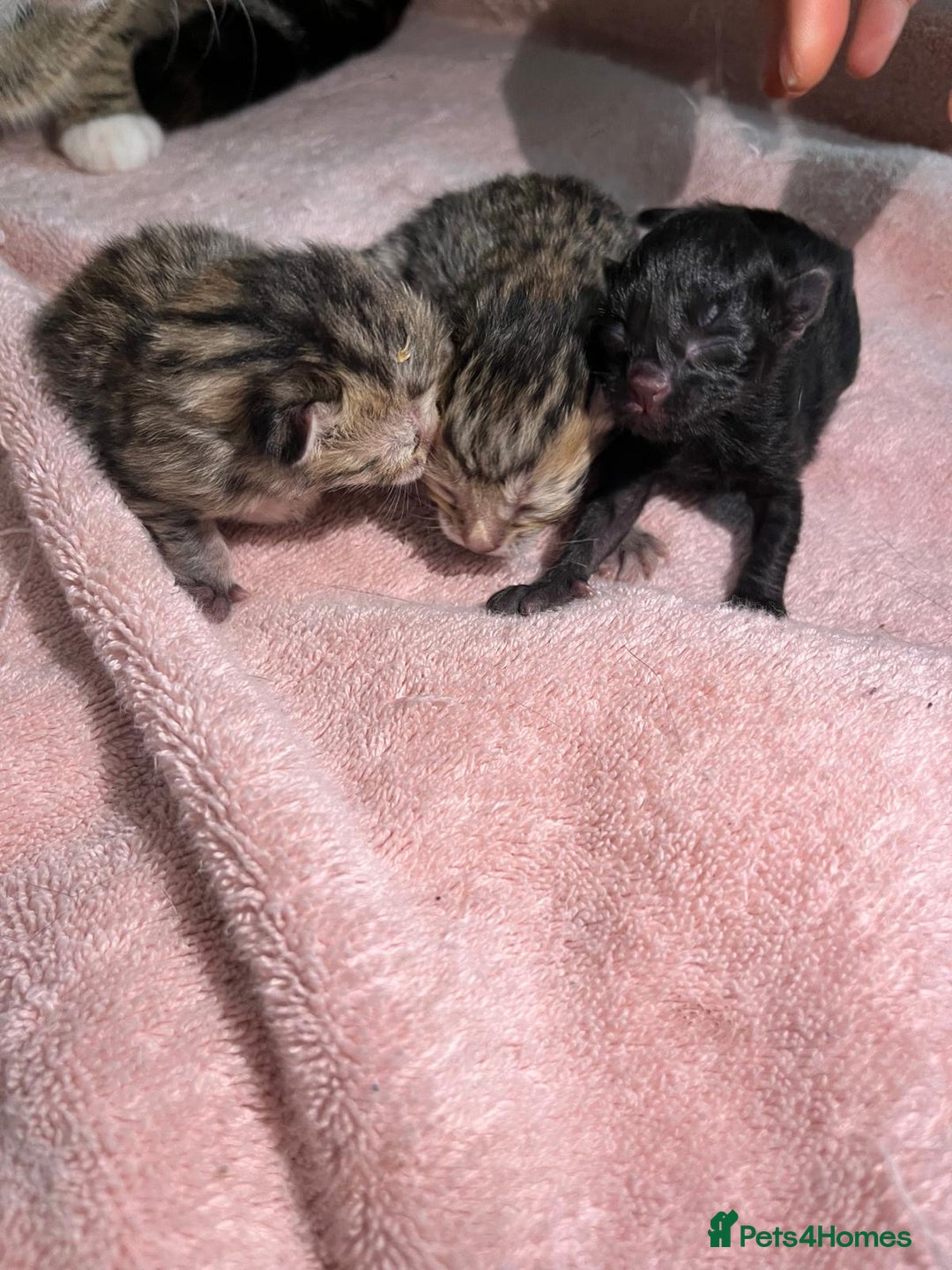 British Shorthair cats for sale: 3 Beautiful kittens looking for a new home  - Image 3