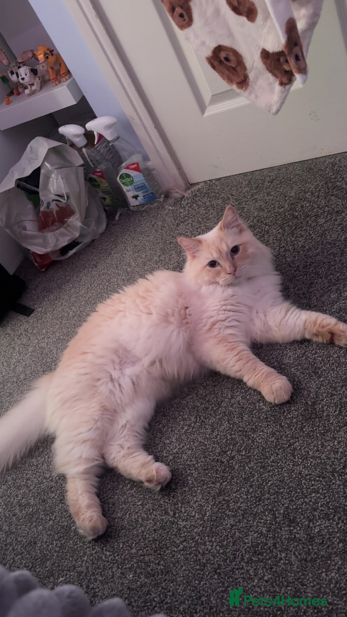 Ragdoll cats Ragdoll for sale  - Advert 2
