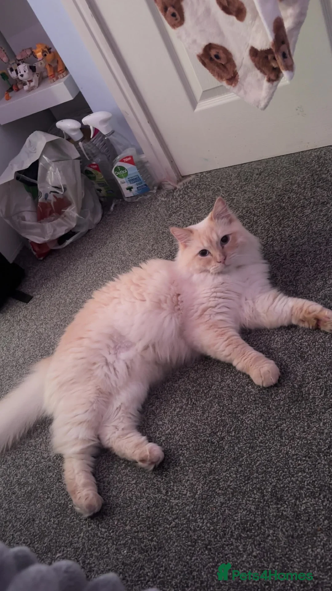 Ragdoll cats for sale: Ragdoll for sale  - Advert 1