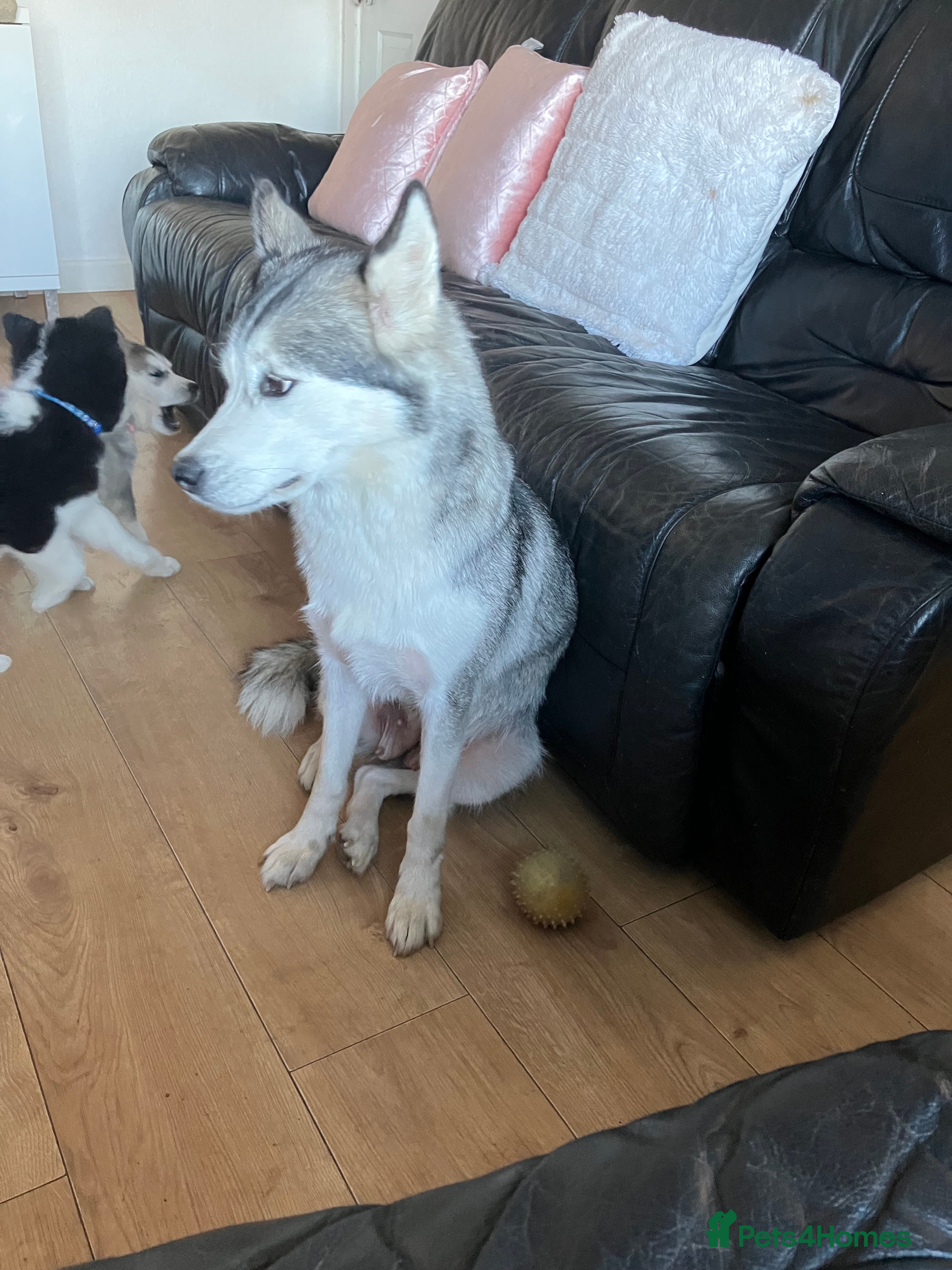 Siberian Husky dogs Beautiful husky puppies ready for their new homes  - Advert 6