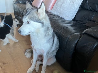 Siberian Husky dogs Beautiful husky puppies ready for their new homes - Advert 6