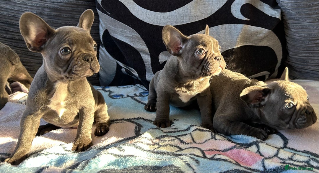 French Bulldog dogs for sale: 4 Solid Blue French Bulldog Girls - Advert 19
