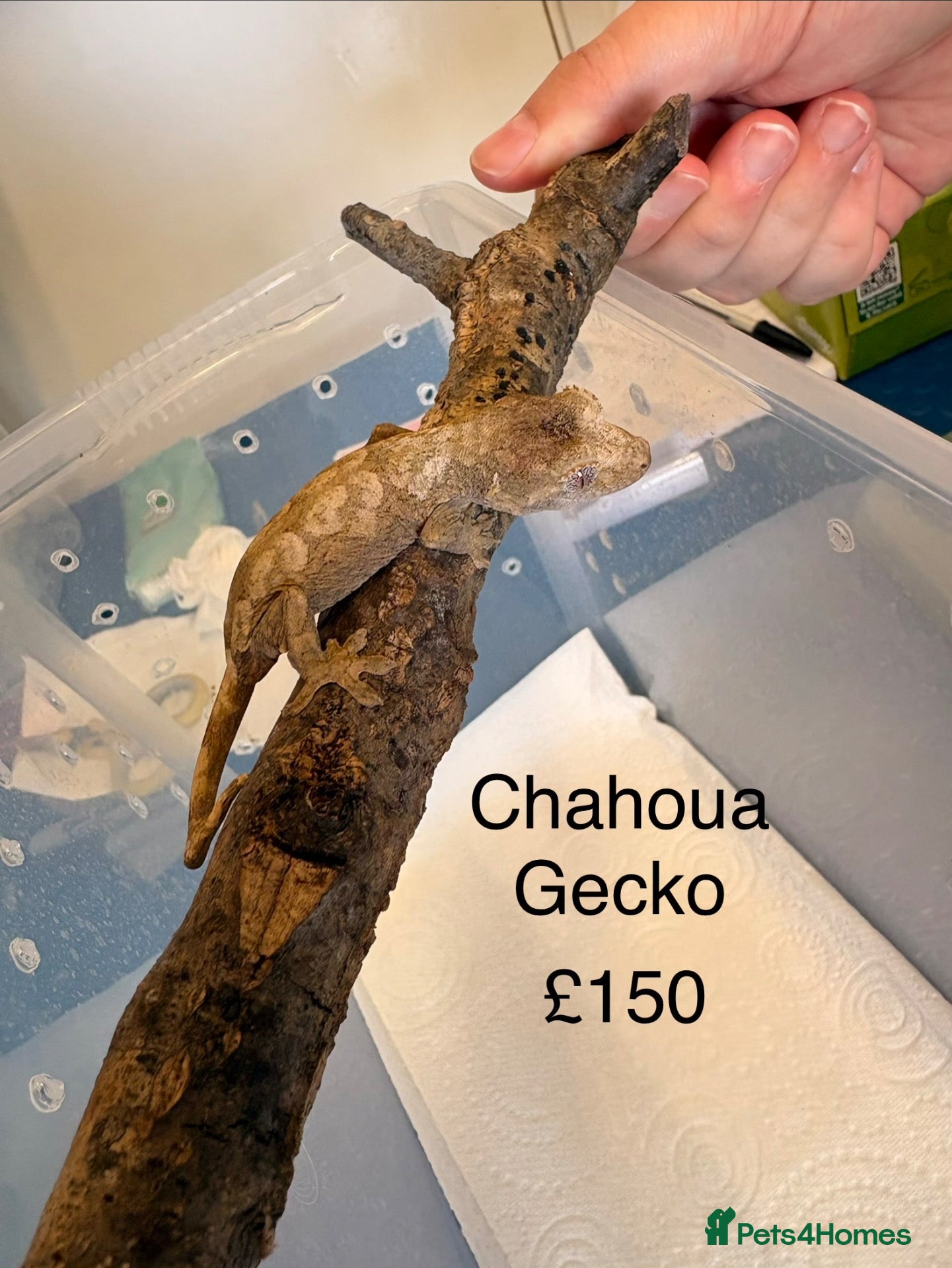 Gecko reptiles Chahoua and gargoyle geckos various  - Advert 1