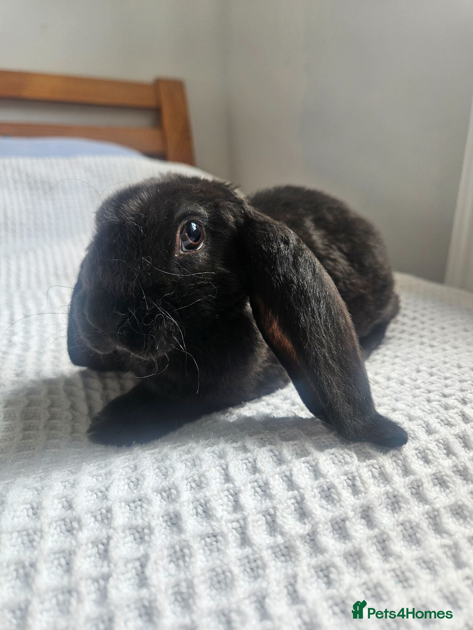 Rex rabbits 2 CHOCOLATE BOYS Velveteen Litter  - Advert 4