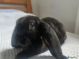 Rex rabbits 2 CHOCOLATE BOYS Velveteen Litter - Advert 4