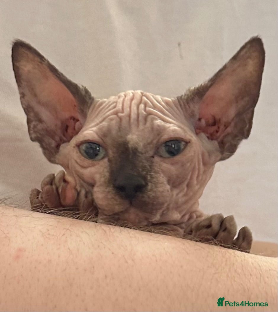 Sphynx cats Canadian sphynx kittens Ready Now ! - Advert 8