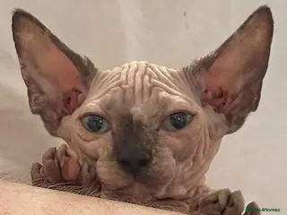 Sphynx cats Canadian sphynx kittens Ready Now ! - Advert 8