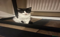 Mixed Breed cats for sale: Nancy - 7 month old black and white kitten  - Advert 8
