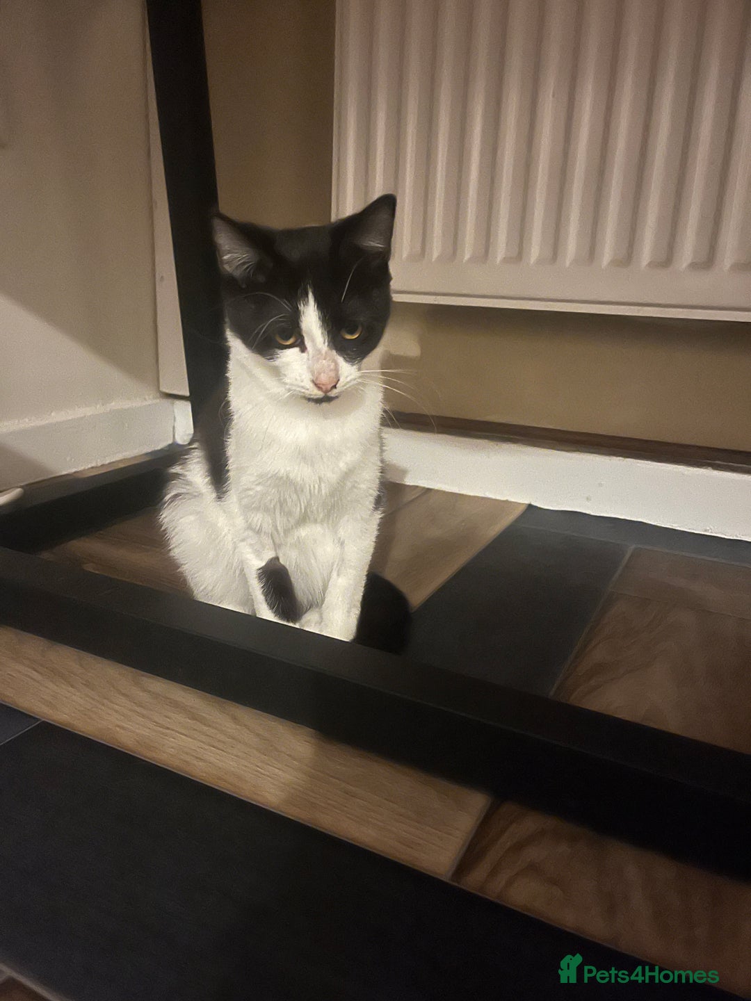 Mixed Breed cats for sale: Nancy - 7 month old black and white kitten  - Advert 8