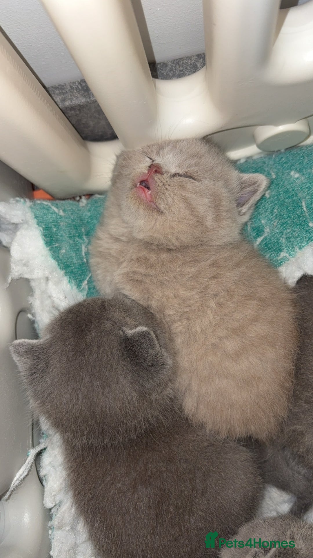 British Shorthair cats for sale: BSH kittens for sale from pedigree parents - Advert 7