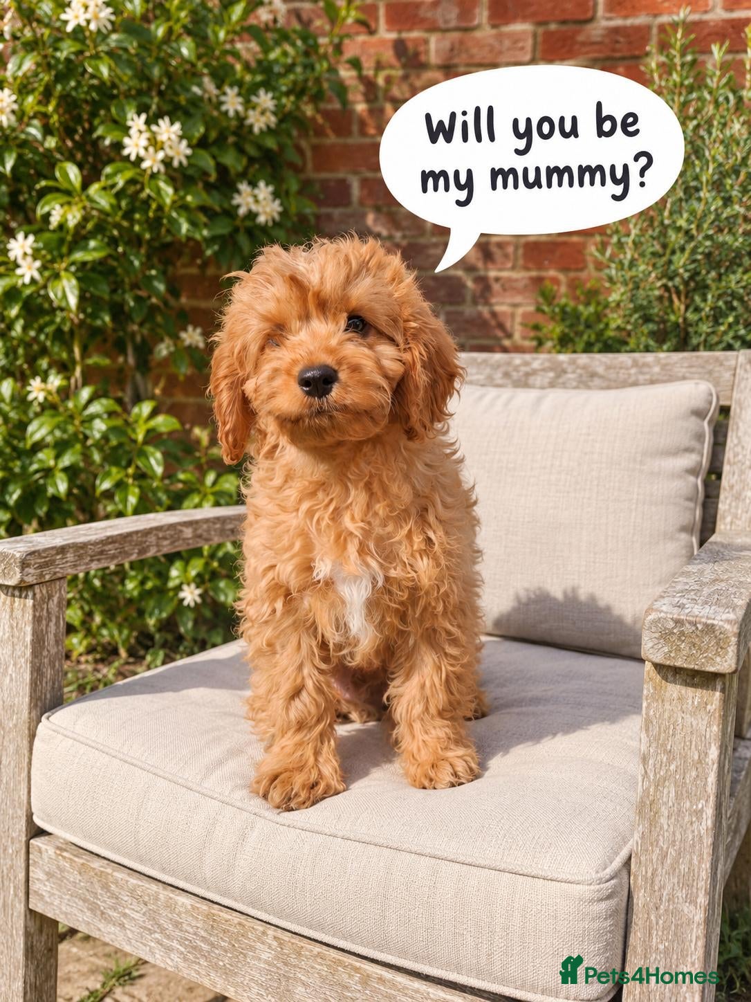 Cavapoo dogs  F1 Cavapoo 1Boy Available ready now 💚 - Advert 2