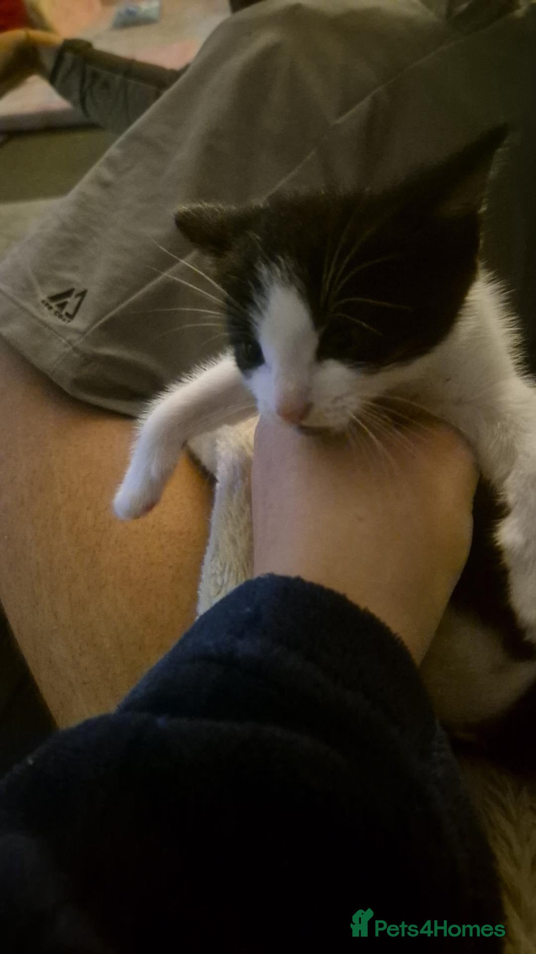 Mixed Breed cats for sale: Kitten  - Advert 3