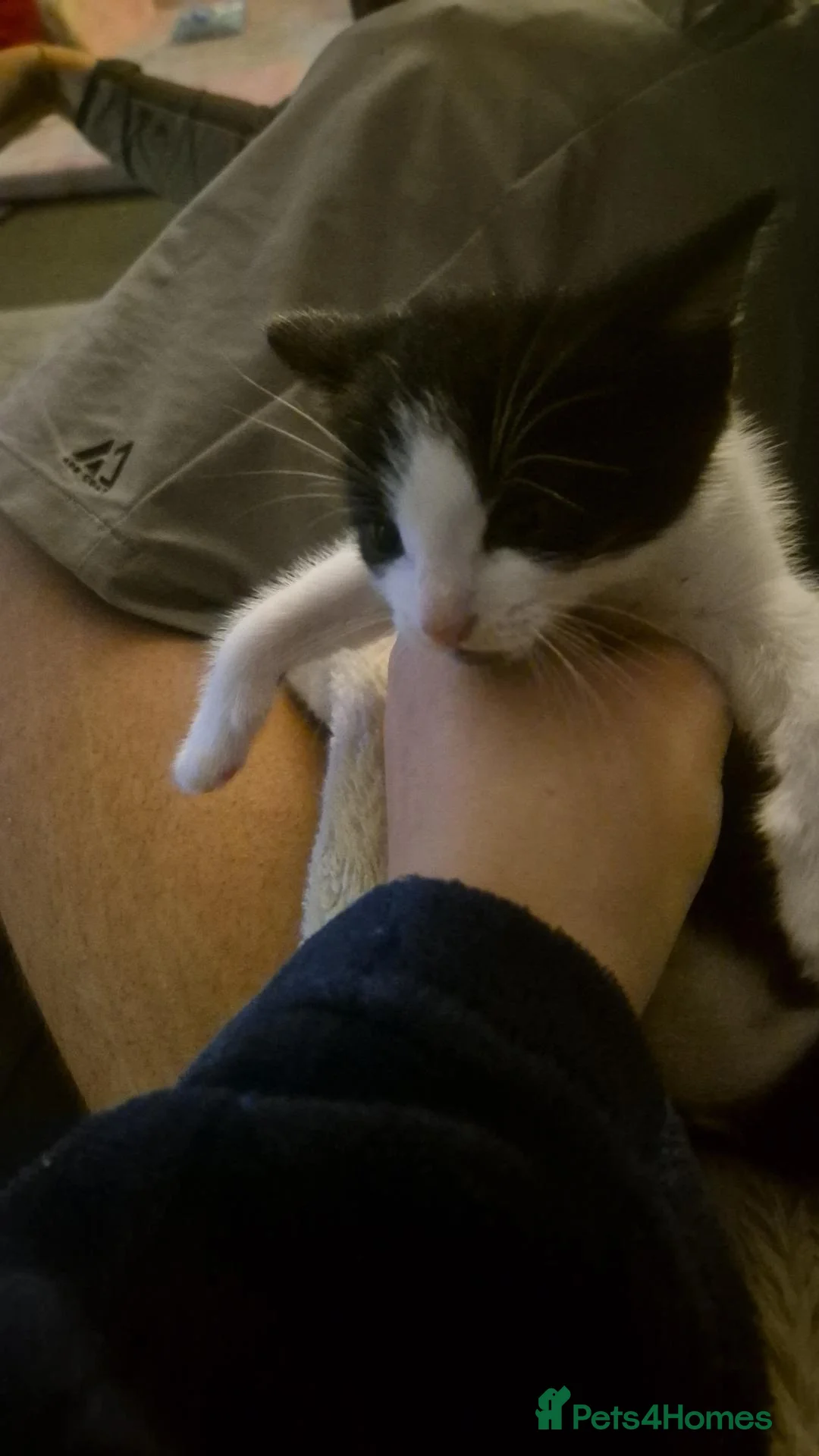 Mixed Breed cats for sale: Kitten  - Advert 1