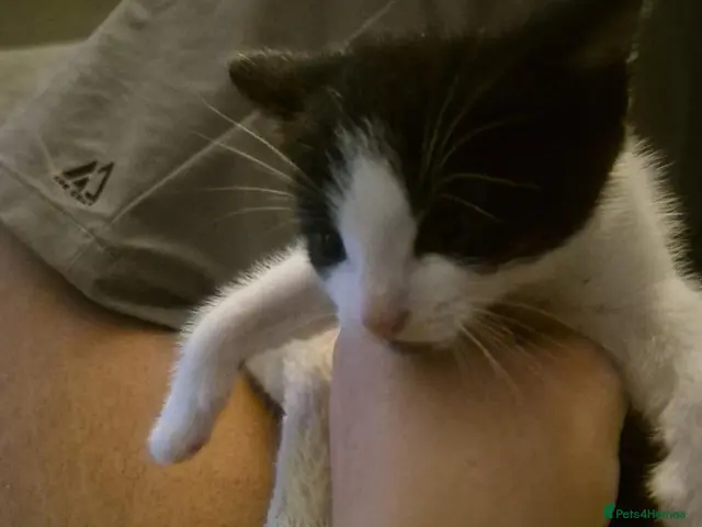 Mixed Breed cats for sale: Kitten - Advert 2