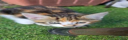 Mixed Breed cats for sale: Beatifull cittens - Advert 5