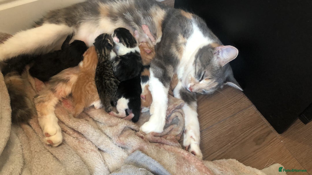 Mixed Breed cats for sale: Beautiful mixed litter  - Image 1