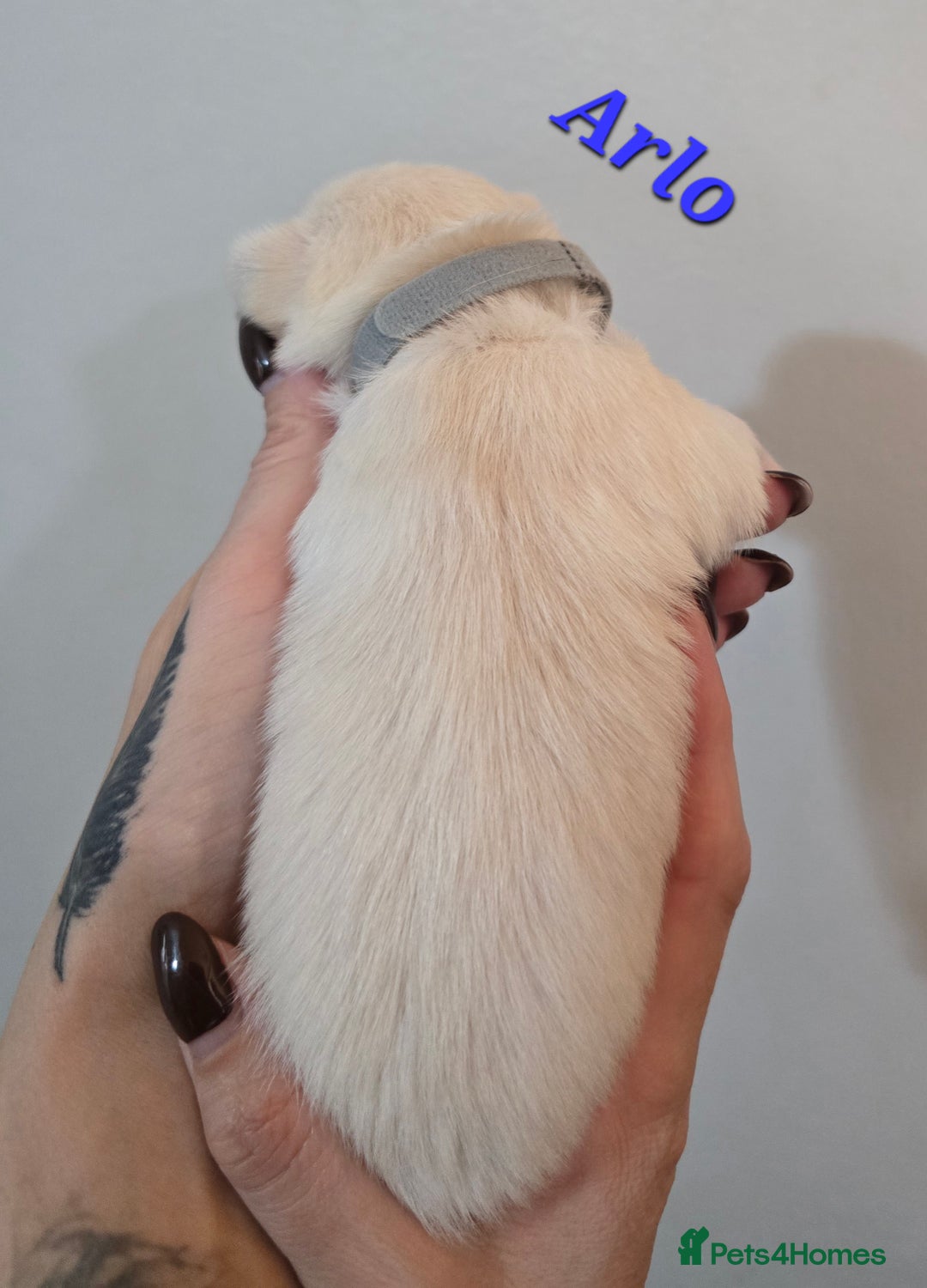 Mixed Breed dogs for sale: F1 Malchi puppys from health tested parents  - Image 21