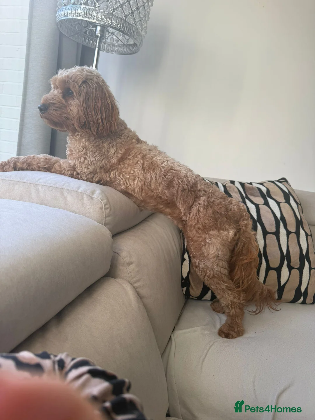 Cockapoo dogs for sale: red female cockapoo - Advert 2