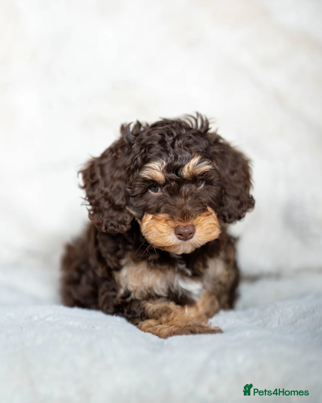 Cockapoo dogs for sale: 6 Stunning Cockapoo Puppies - Advert 6