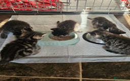 Mixed Breed cats for sale: Four beautiful kittens Ready to go - Image 4