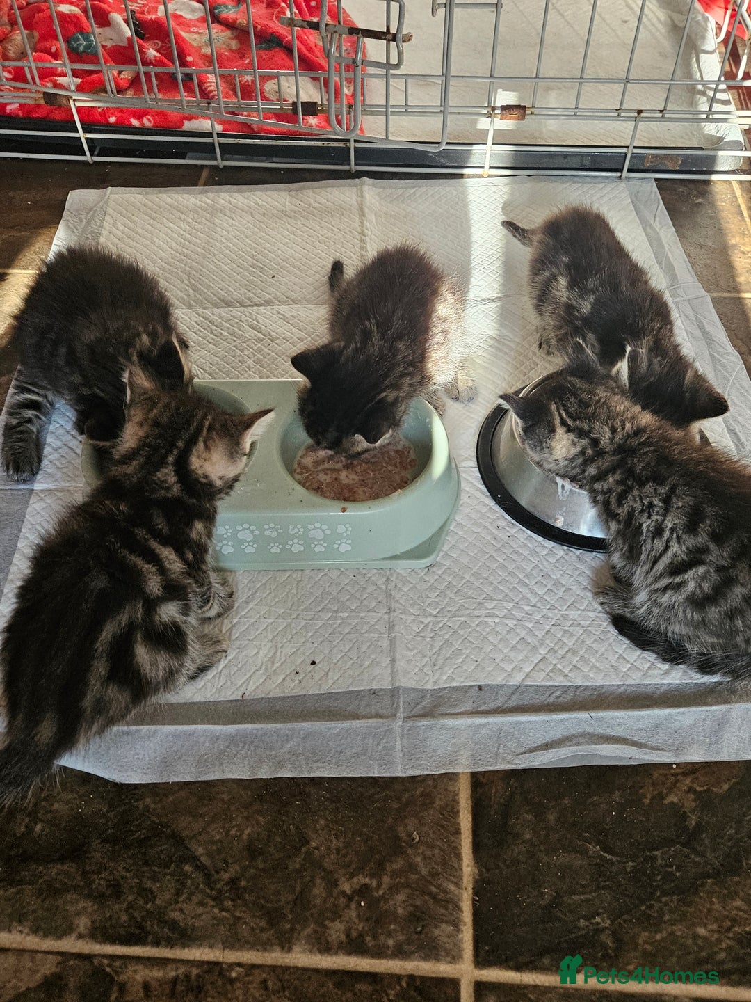 Mixed Breed cats for sale: Four beautiful kittens Ready to go - Image 4